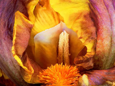 Iris-Fotografie Josh Westrich