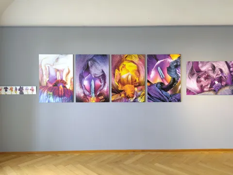 Insel Mainau An einer Wand aufgehängte Fotografien von der Irisblüte.
