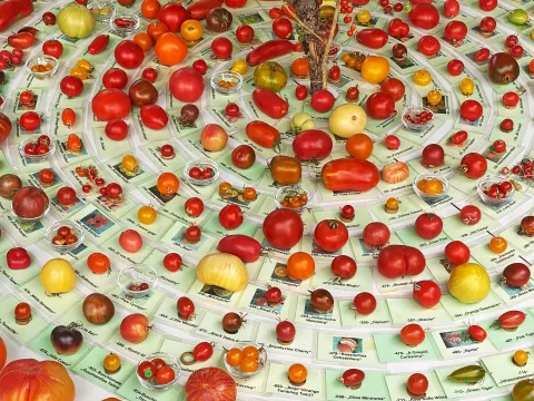 Insel Mainau / Marketing Platte in Kreisform mit verschiedenen Tomatensorten