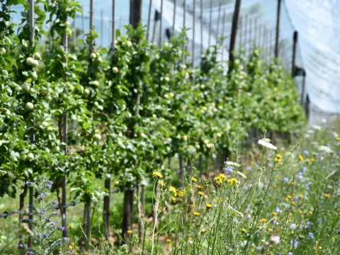 Insel Mainau Apfelplantage mit Wildblumen