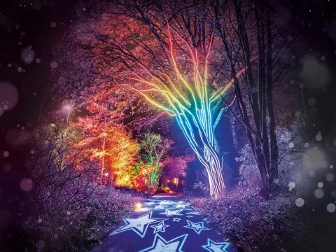 Bunt beleuchteter Pfad und Baum auf der Insel Mainau