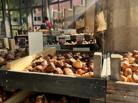 Insel Mainau / Marketing Blumenzwiebeln