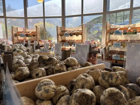 Insel Mainau / Marketing Blumenzwiebeln