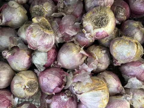 Insel Mainau / Marketing Blumenzwiebeln