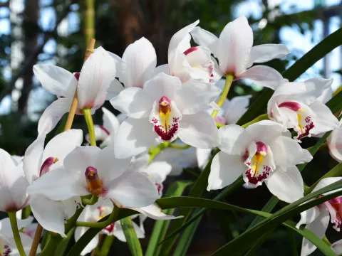 Cymbidium-Orchidee in der Orchideenschau auf der Insel Mainau