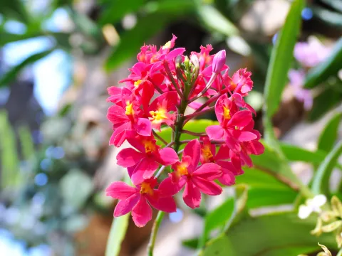 Insel Mainau / Marketing Epidendrum