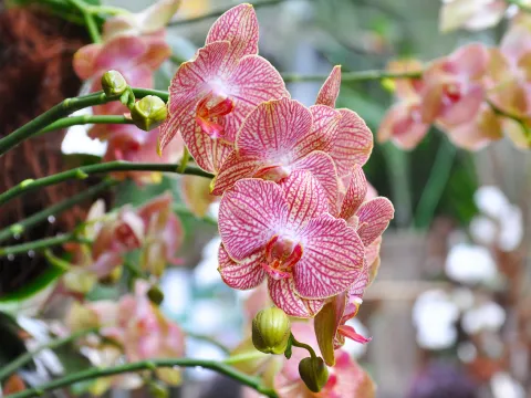 Phalaenopsis-Orchidee