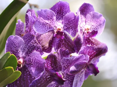 Vanda-Orchideen auf der Insel Mainau
