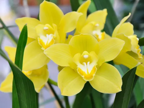 Insel Mainau / Marketing Cymbidium-Orchidee in der Orchideenschau auf der Insel Mainau