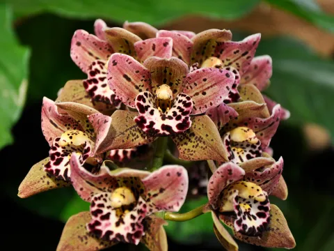 Cymbidium-Orchidee in der Orchideenschau auf der Insel Mainau