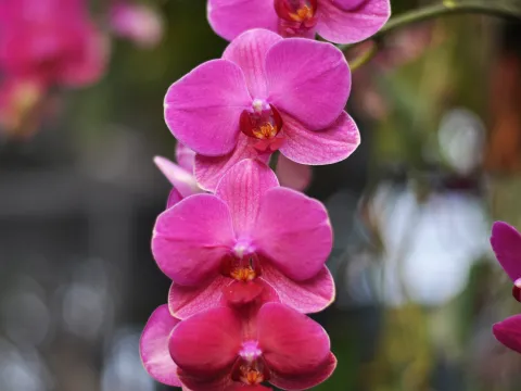 Phalaenopsis-Orchidee