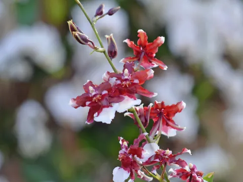 Insel Mainau / Marketing Oncidium Heaven Scent Redolence