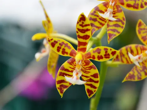 Insel Mainau / Marketing Phalaenopsis 'Flavida'