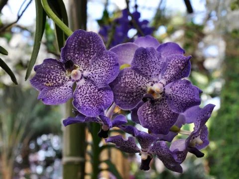 Vanda-Orchideen in der Orchideenschau auf der Insel Mainau