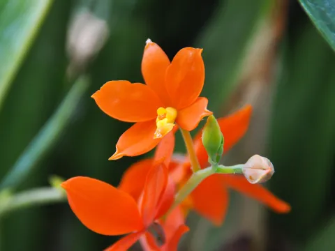 Encyclia vitellina