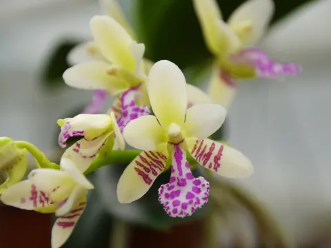 Insel Mainau / Marketing Sedirea japonica