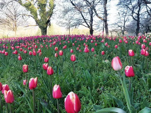 Tulpenblüte am Kirschenhang Stand: 11.04.2025