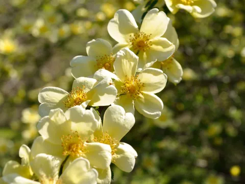 Chinesische Rose