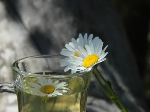 Mainau Akademie Seminare Heilpflanzen