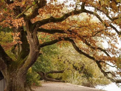 Mainau Akademie / Ute Schmidt Mainau Akademie Seminare Herbstfotografie