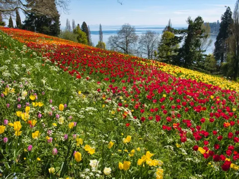 Tulpenhang der Insel Mainau