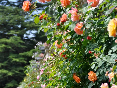 Rosengarten
