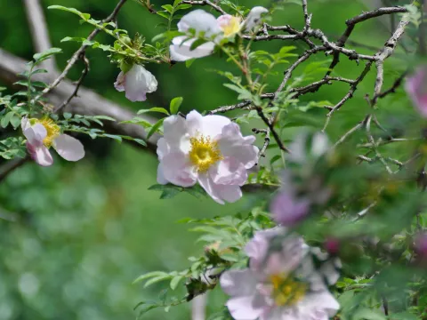 Insel Mainau / Marketing Rose