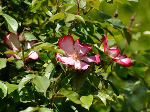 Strauchrose