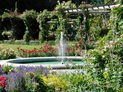 Runder Springbrunnen in einem italienischen Rosengarten mit blühenden Rosen und einer Pergola im Hintergrund