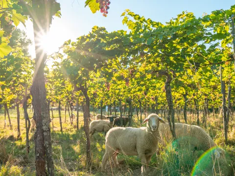 Insel Mainau / Black Forest Production Weinberg mit Schafen
