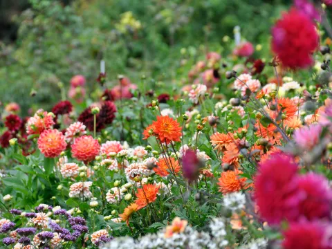 Bunte Dahlien in verschiedenen Farben, darunter orange, rot und rosa, umgeben von grünen Blättern und anderen Blumen in einem Garten