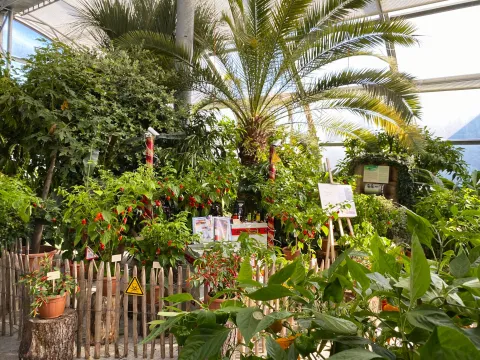 Insel Mainau Verschiedene Chilipflanzen sowie Palmen stehen in einem Gewächshaus