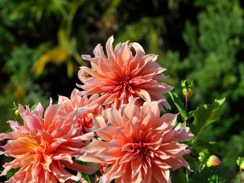 Rosa und pfirchsichfarbene Blüten von drei Dahlien vor grünem Hintergrund
