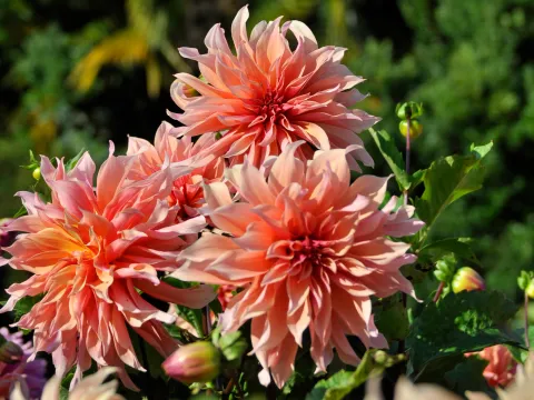 Rosa und pfirchsichfarbene Blüten von drei Dahlien vor grünem Hintergrund