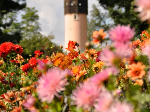 Orangene und Pinke Dahlien im Vordergrund, hoher Turm im Hintergrund