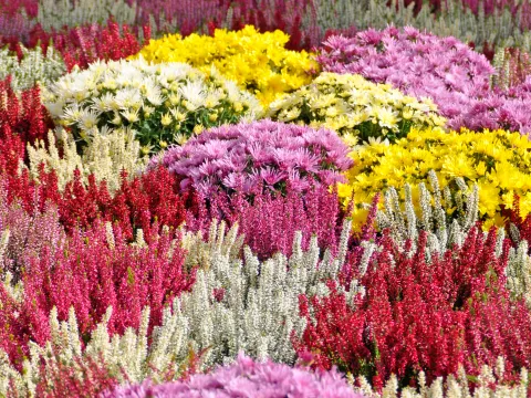 Insel Mainau / Marketing Bunte Mischung aus verschiedenen Blüten