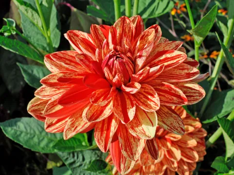 Insel Mainau Große gefüllte Dahlienblüte in gelb mit roten Sprenkeln und Streifen