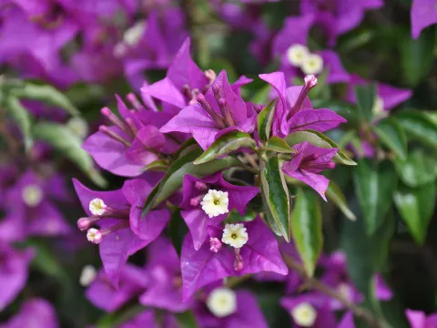 Eine Vielzahl von lila Blumen blühen in einer Gartenumgebung