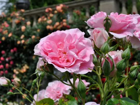 Ein Bild mit üppigen, rosa Rosen, die in einem Garten wachsen.