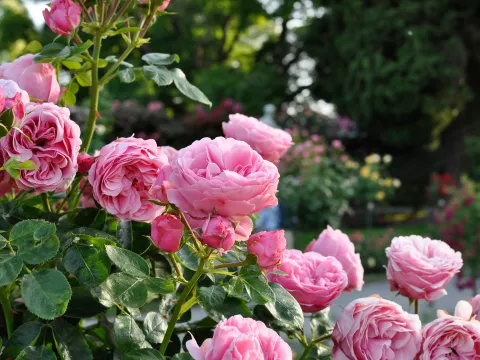 Ein Bild von üppigen, rosa Rosen in einer grünen Umgebung.