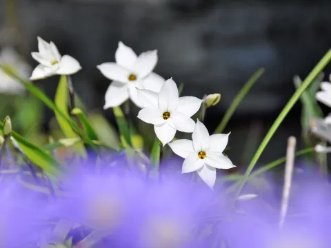 Weiße Frühlingsstern-Blüten mit gelber Mitte wachsen zwischen grünen Blättern, im Vordergrund teilweise von unscharfen violetten Blüten überdeckt.