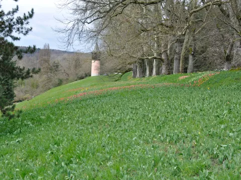 Grüne Wiese mit vereinzelten Tulpenblüten, im Hintergrund sieht man den Schwedenturm