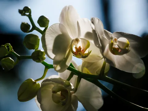 Weiße Orchideenblüten mit Knospen sind im Gegenlicht vor einem unscharfen Hintergrund in einem Gewächshaus zu sehen.