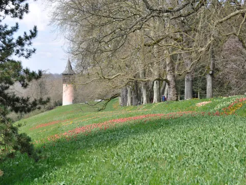 Blühende Tulpen auf einer grünen Wiese, daneben eine Allee alter Bäume und im Hintergrund ein kleiner Turm