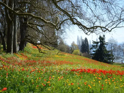 Bunte Frühlingswiese mit roten und gelben Tulpen unter großen, knorrigen Bäumen, im Hintergrund weitere Bäume und ein See