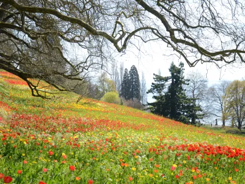 Blühender Südhang der Insel Mainau mit bunten Frühlingsblumen (rote und gelbe Tulpen), umgeben von alten Bäumen und Blick auf den Bodensee.