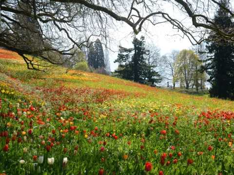 Blühender Südhang der Insel Mainau mit bunten Frühlingsblumen (rote und gelbe Tulpen), umgeben von alten Bäumen und Blick auf den Bodensee.