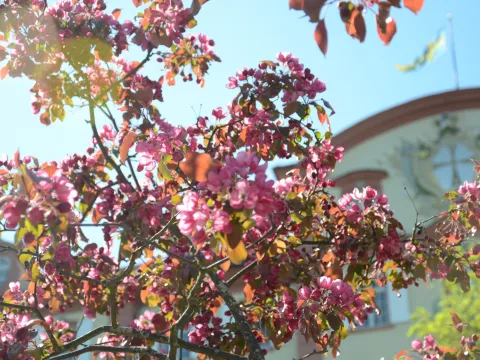 Blühender Baum mit zahlreichen rosa Blüten vor dem Schloss und blauem Himmel im Hintergrund.