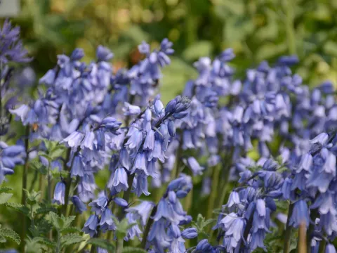 Gruppe von hängenden glockenförmigen Blüten des Spanischen Hasenglöckchens in einem Staudenbeet
