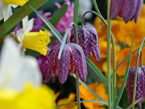 Purpurfarbene Schachbrettblumen hängen zwischen gelben Narzissen und orangefarbenen Blüten in einem bepflanzten Beet.